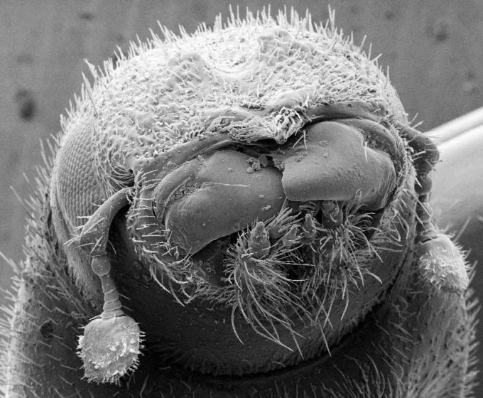 Black and white closeup of a hairy looking creature that is identified as a Western pine beetle