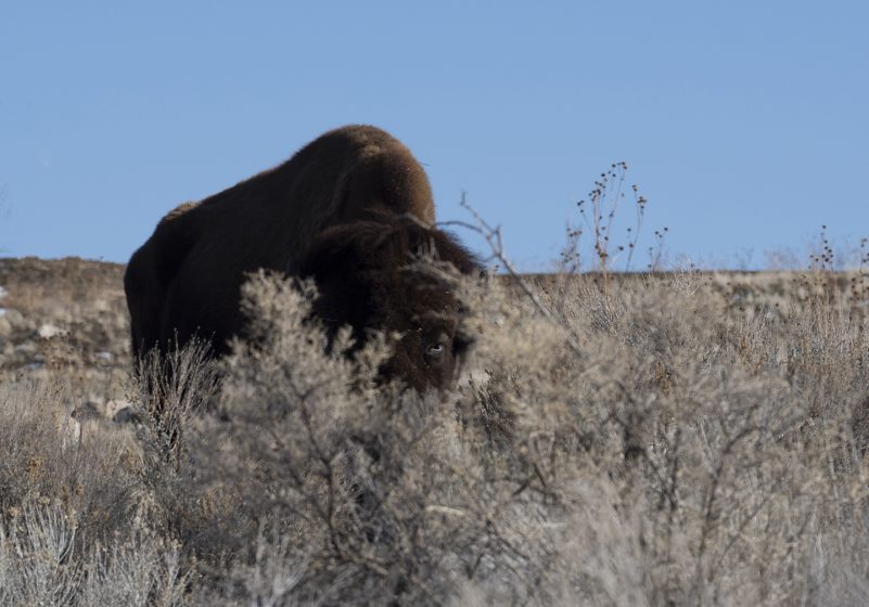 A bison in the wild standing in a field with a blue sky