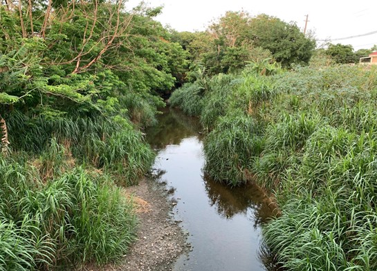 A stream running through an overgrown forest