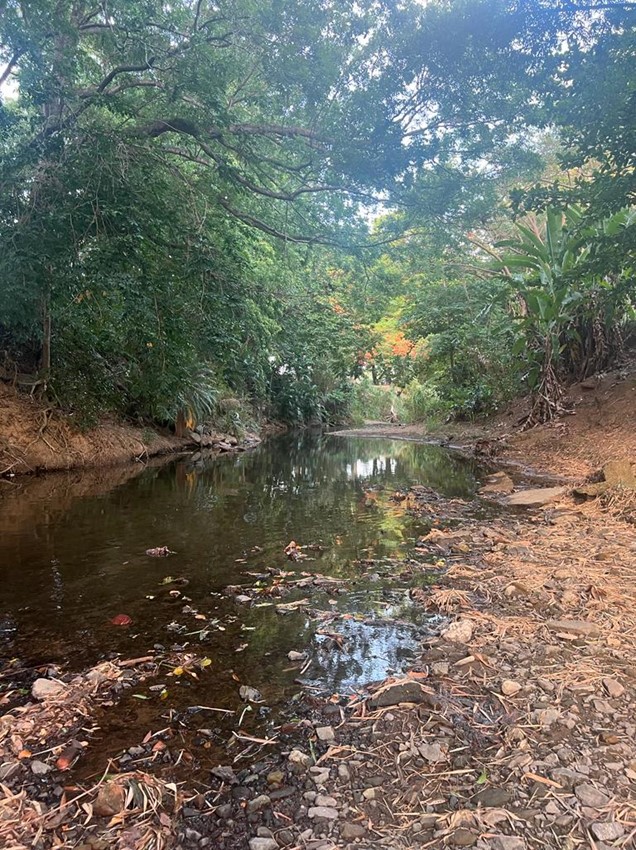 A stream lined by trees with leaves and debris in the water