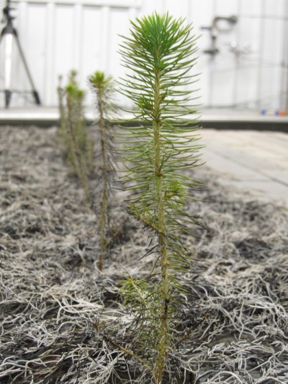 Small pine saplings grow in a controlled environment with a camera tripod in the background.