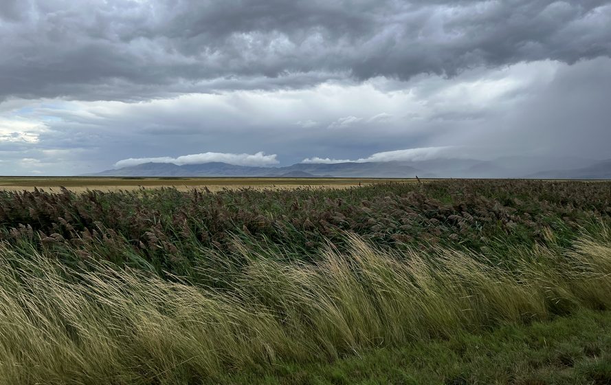 A field of grass and a cloudy sky