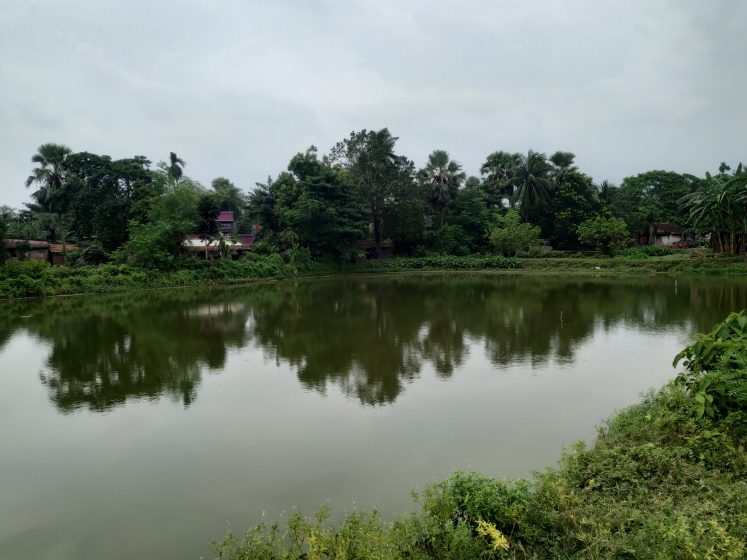 A river lined by trees