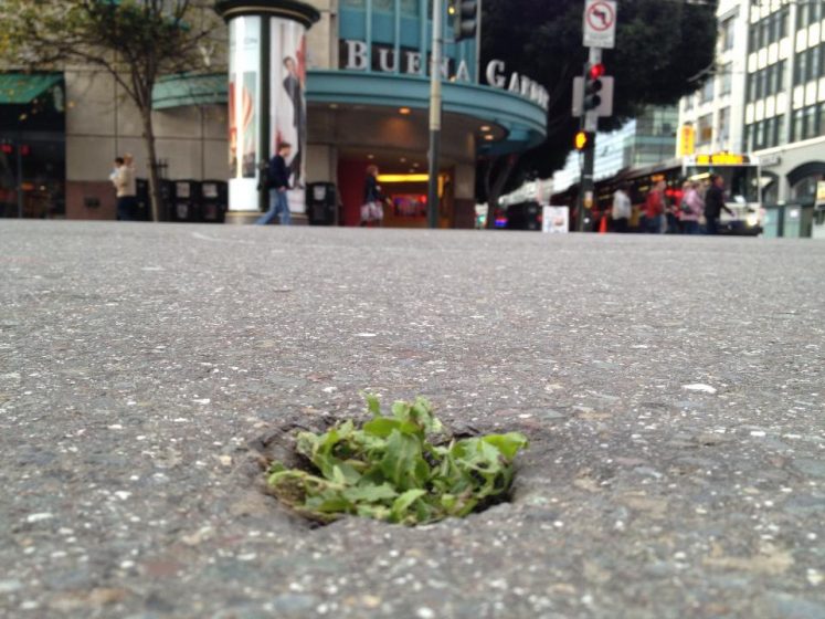 A tiny plant growing through the asphalt on a street