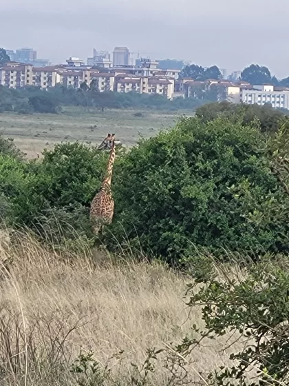A giraffe standing in a field with a city in the background
