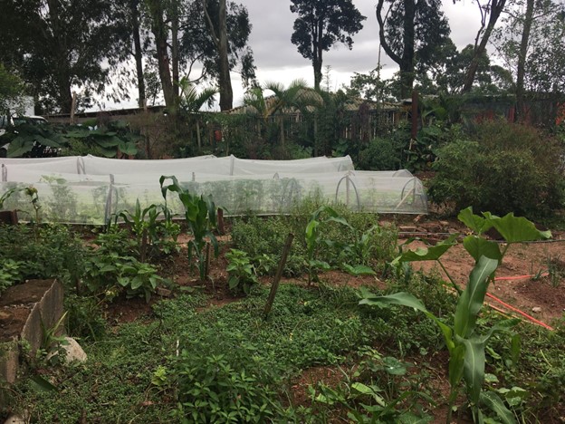 A garden with plants and trees