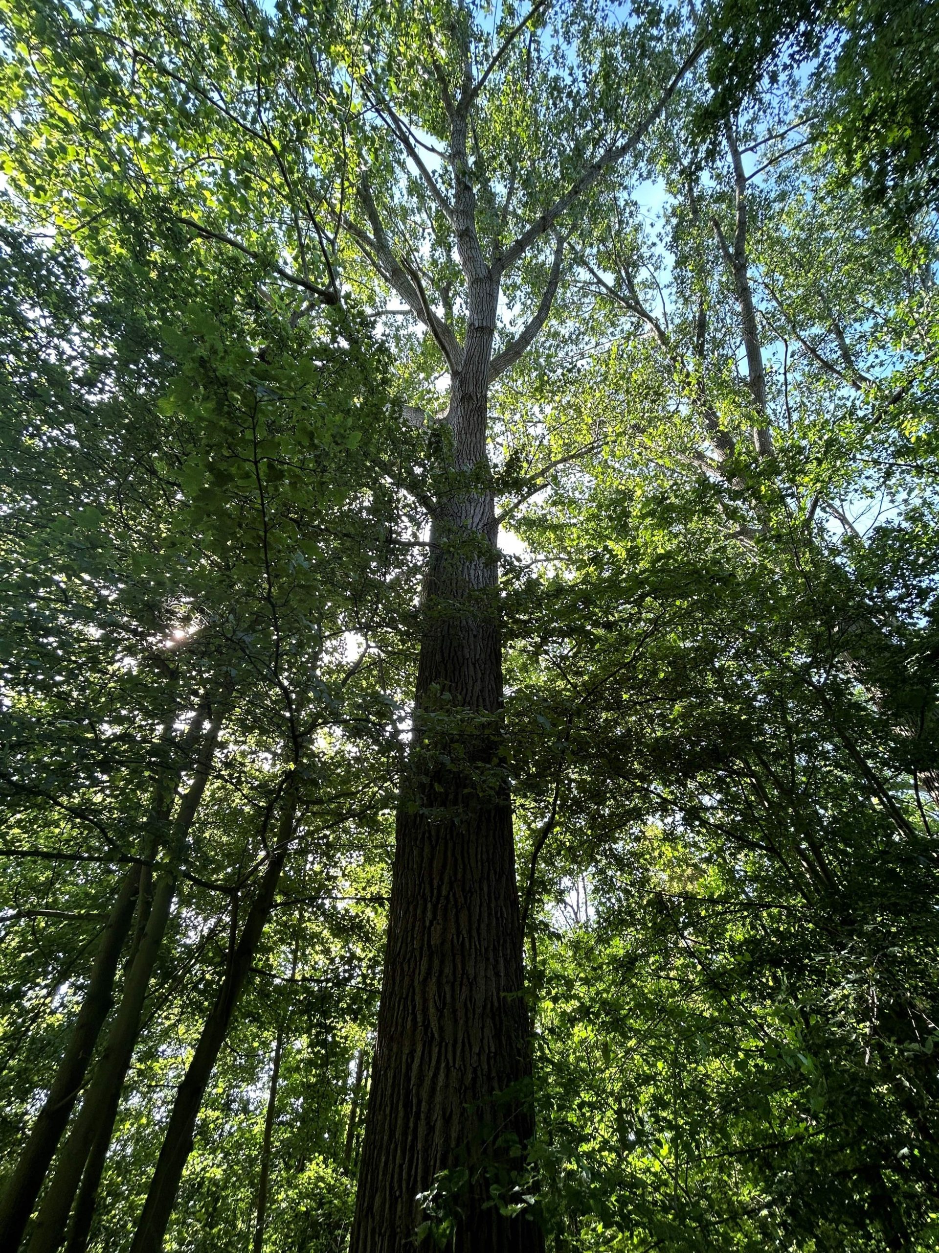 A tall tree with many leaves in a forest