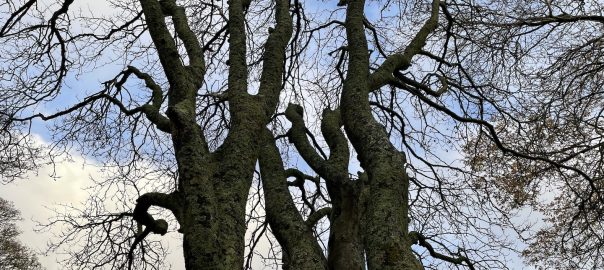 A group of trees with no leaves against a blue sky