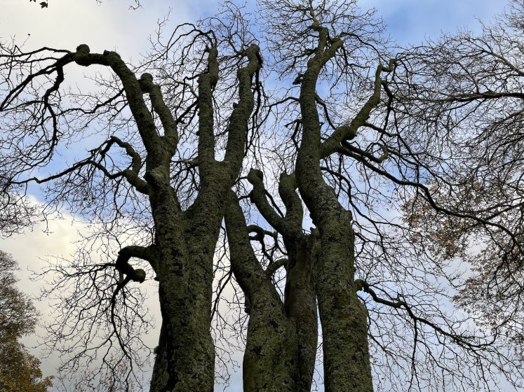 A group of trees with no leaves against a blue sky