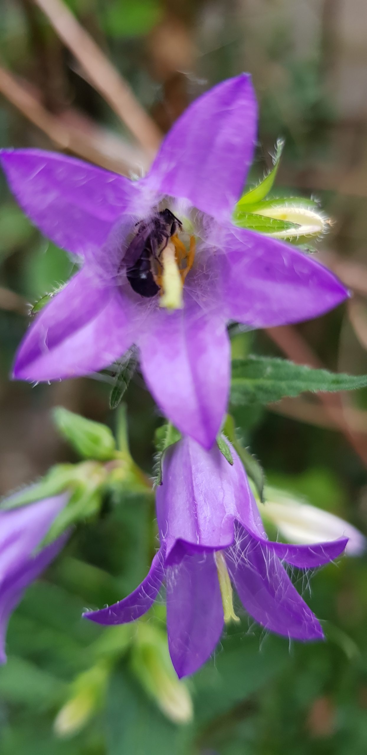 A purple flower with a bee in the center of it