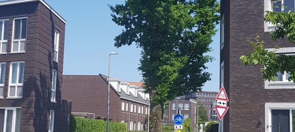 A tree on the side of a road