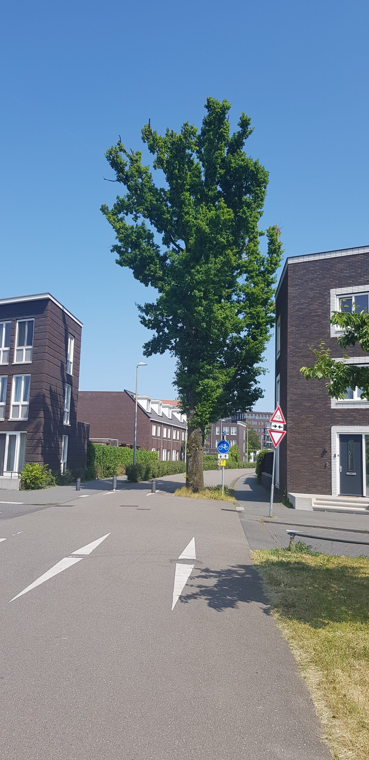 A tree on the side of a road