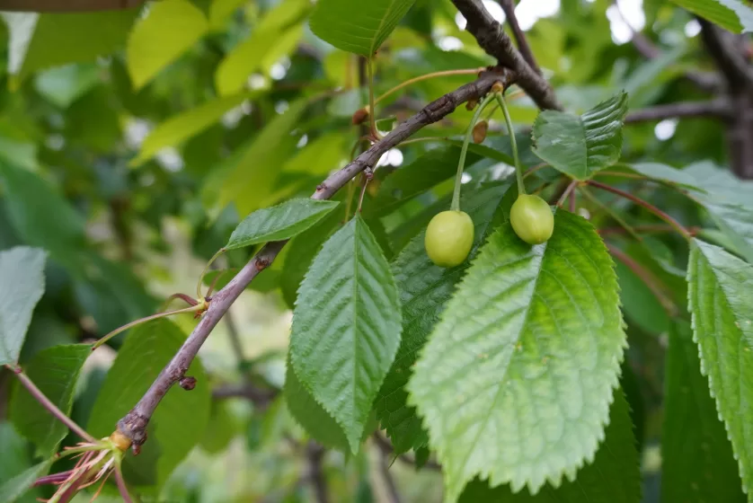 A tree branch with leaves and fruit