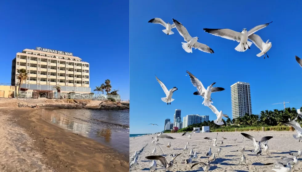 Left: A building with construction in front of it sitting on a beach waterfront. Right: Seagulls flying away from a clear beach