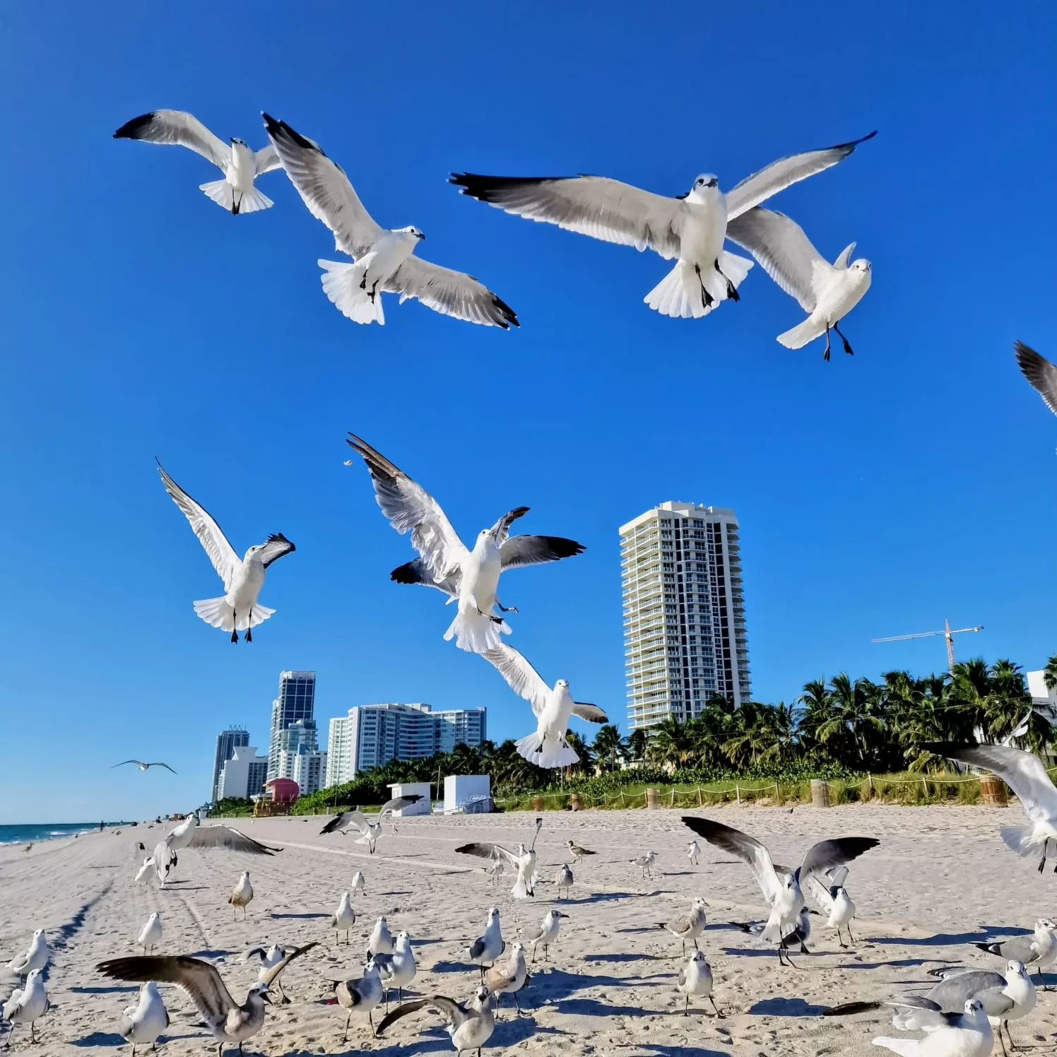 Seagulls flying away from a clear beach
