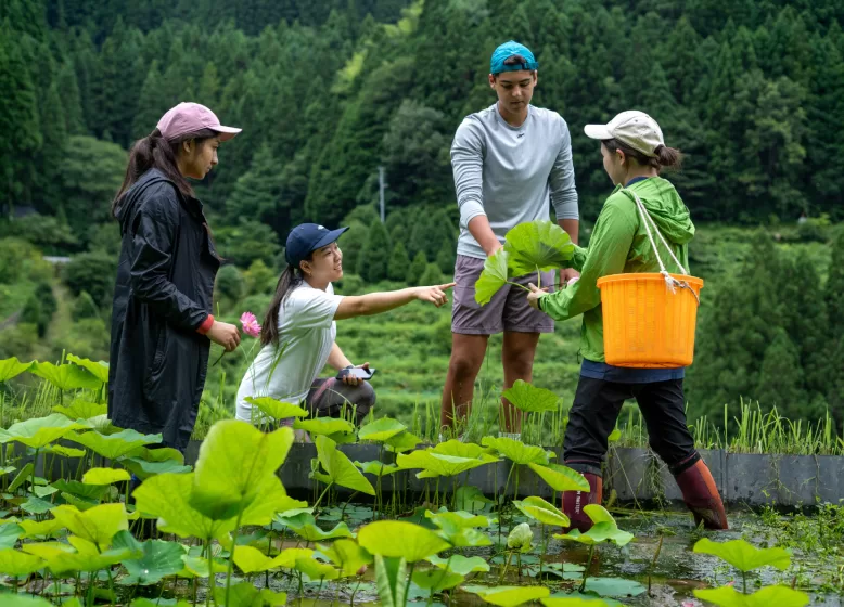 A group of people in a field of water plants picking leaves