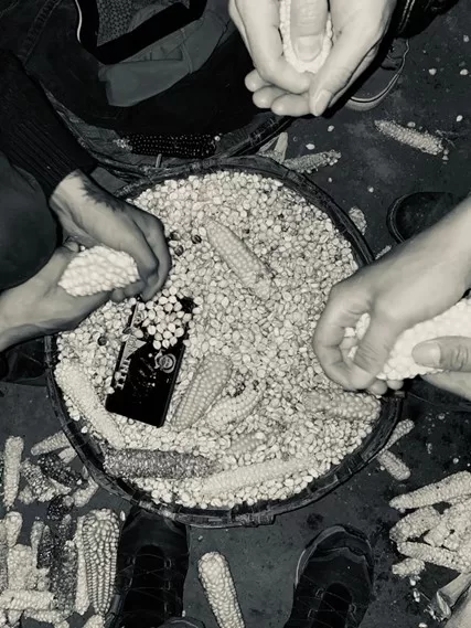 A picture of hands de-kerneling ears of corn over a bowl