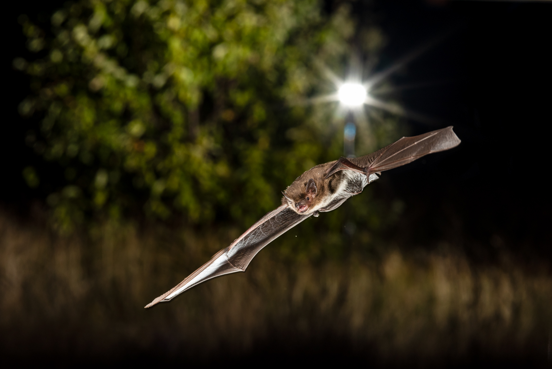 A picture of a bat flying in the night, right toward the camera