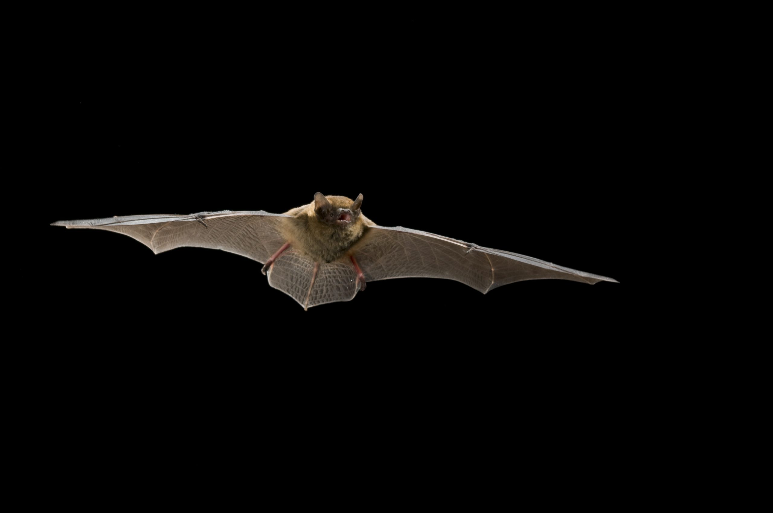 A picture of a bat flying at night