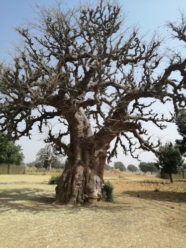 A picture of a dead tree in a field