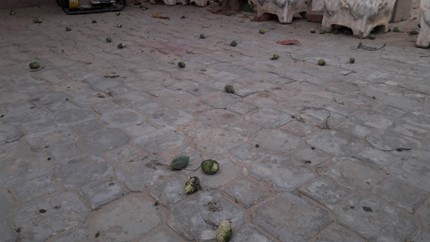 A cobblestone area with rotting fruit covering it