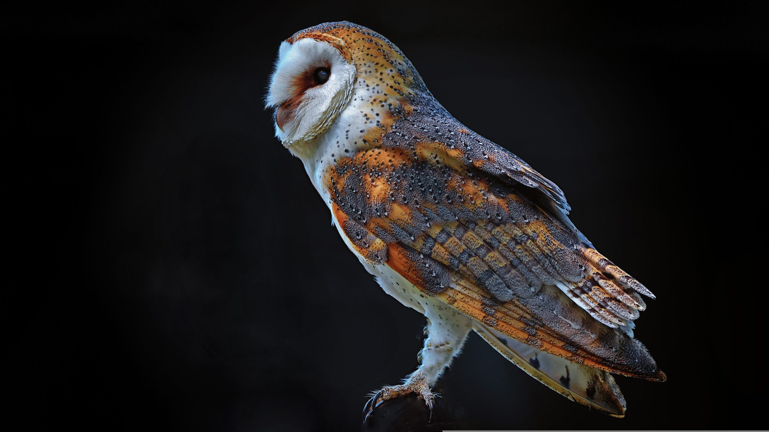A picture of a barn owl on a black background