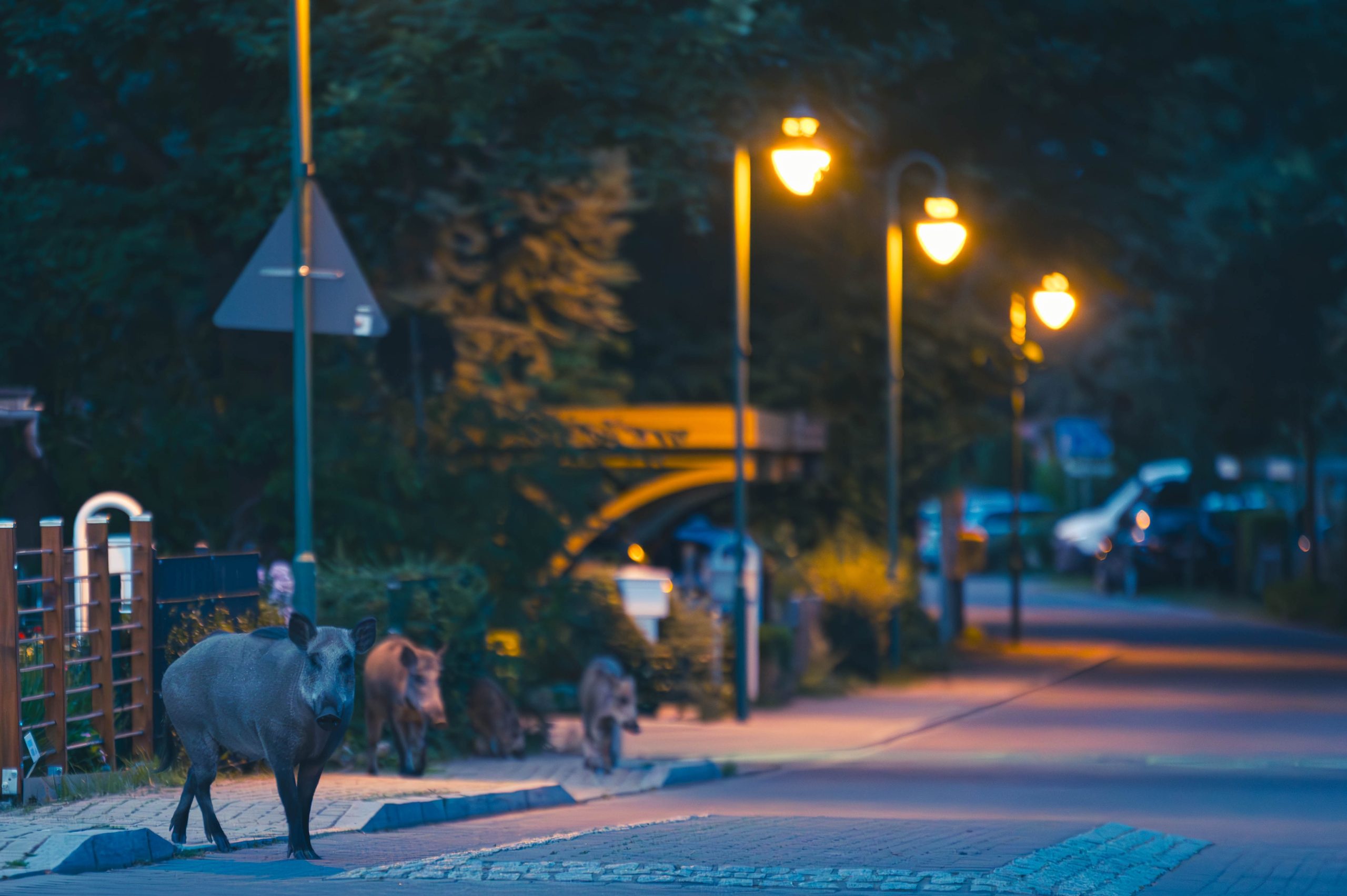How We Miss Half of Wildlife: On the secret world in front of your doorstep