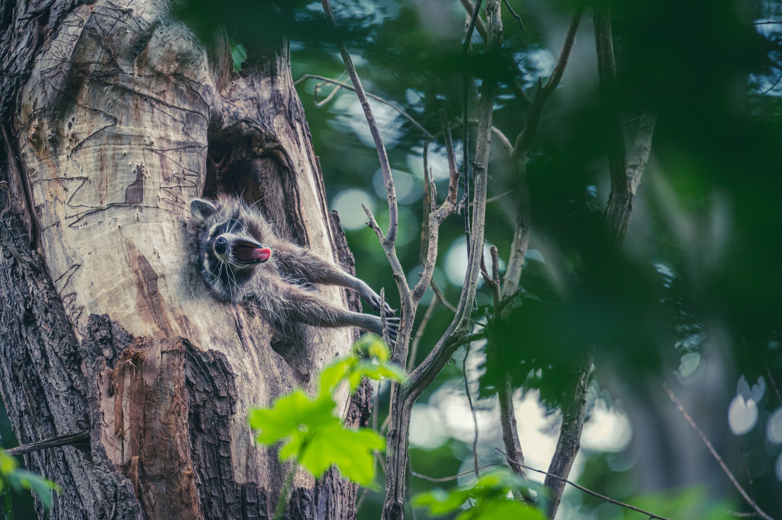 A picture of a racoon yawning while laying in an open hole in a tree
