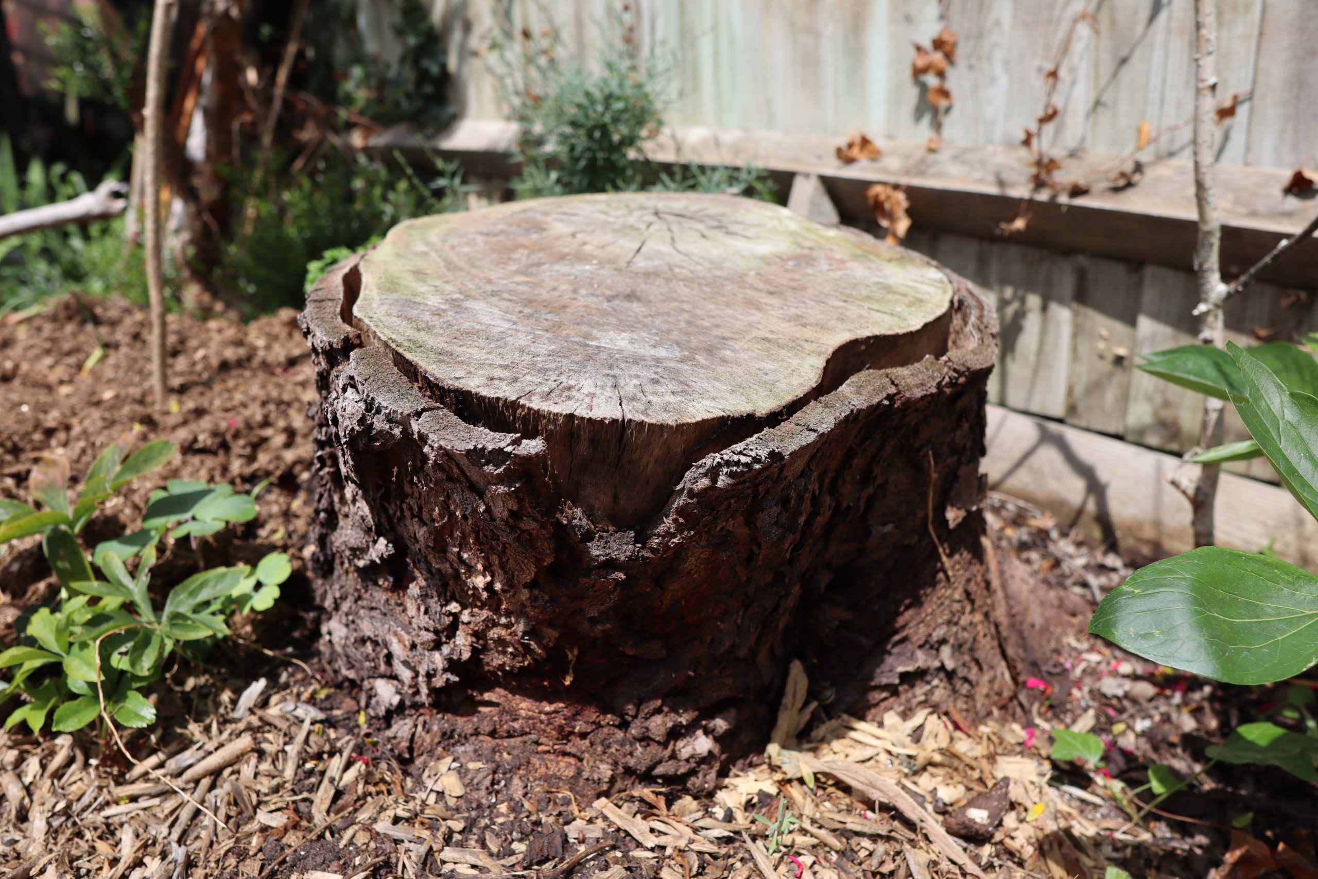 A tree stump