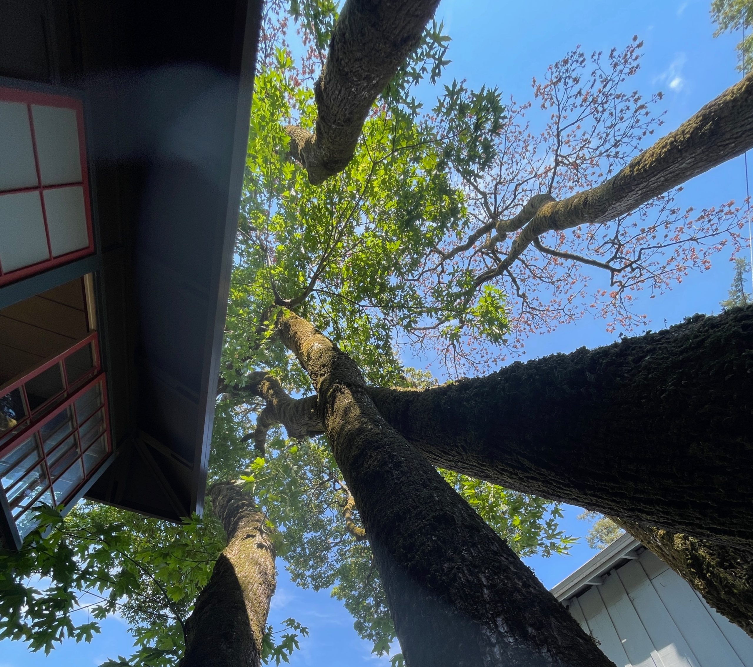 Tall trees from a ground angle next to a house