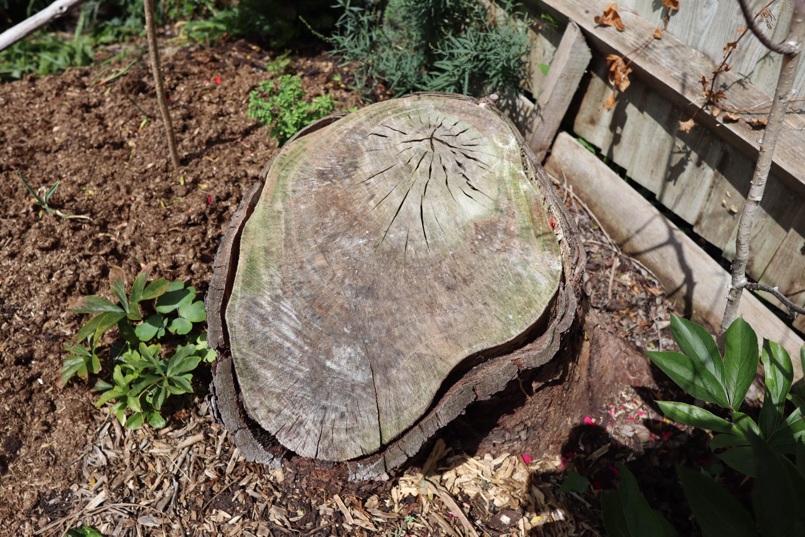 A tree stump from above