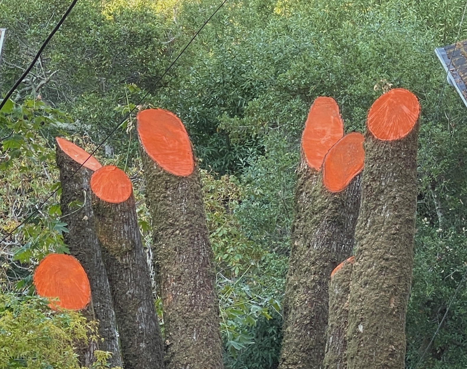 Cut tree trunks with bright orange rings