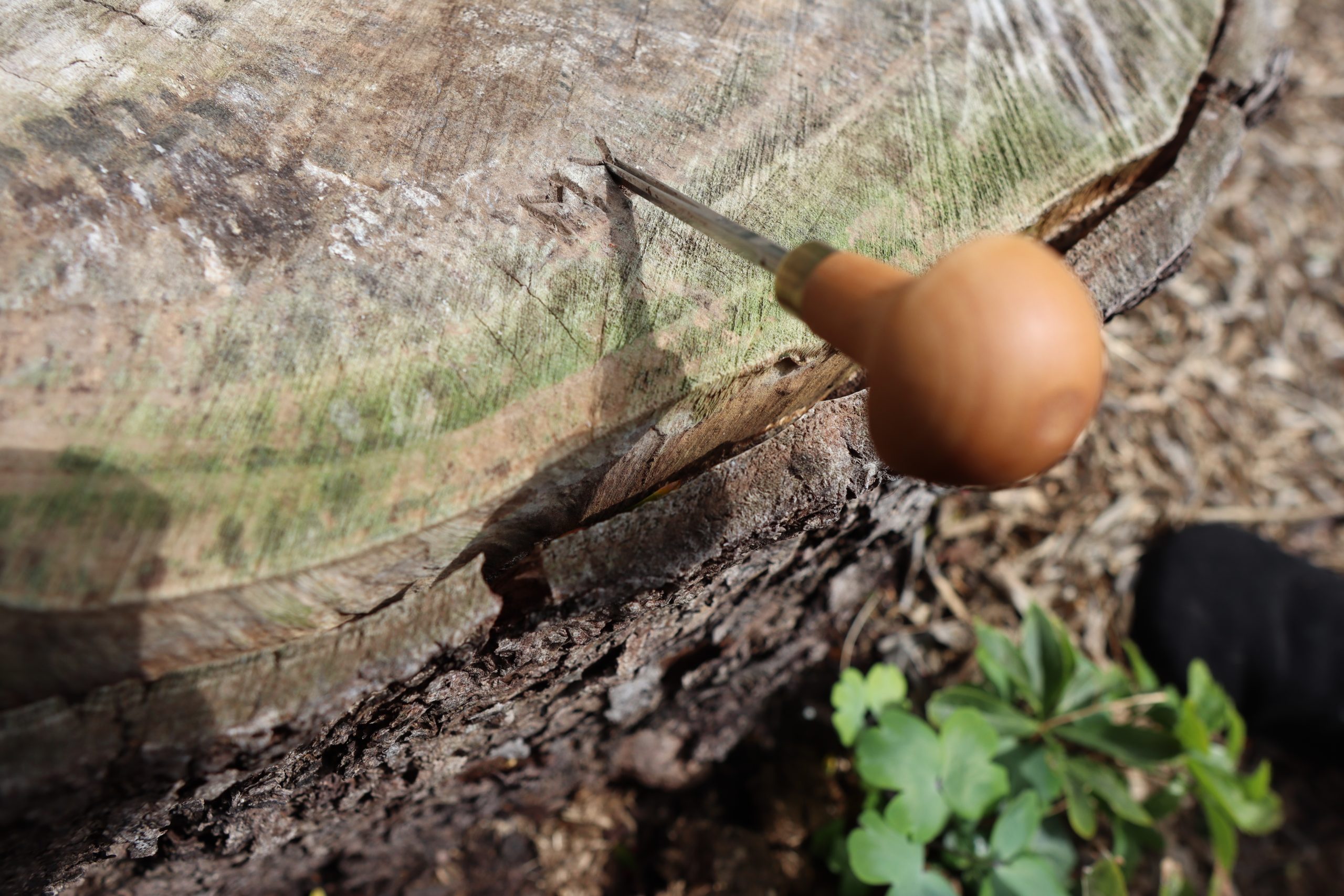 A tree stump with a wood carver stabbed into it