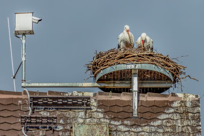 Two white storks perched on top of a brick building looking down