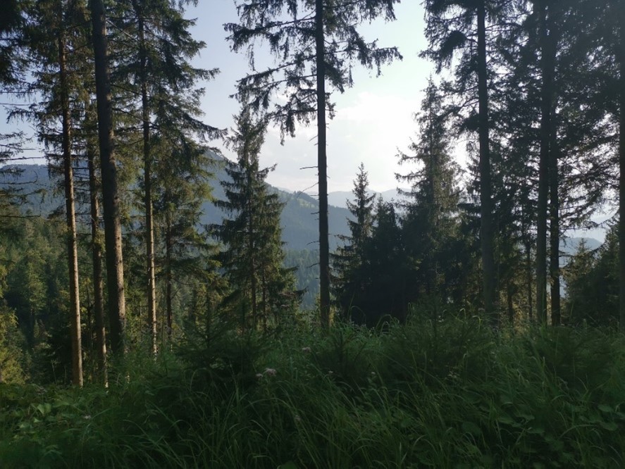 A forest with tall trees and grass and a mountain range behind it