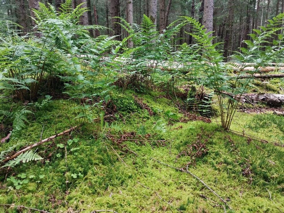 A vibrant green forest with ferns and moss
