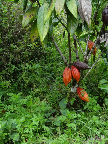 A green tree with cacao pods growing on it