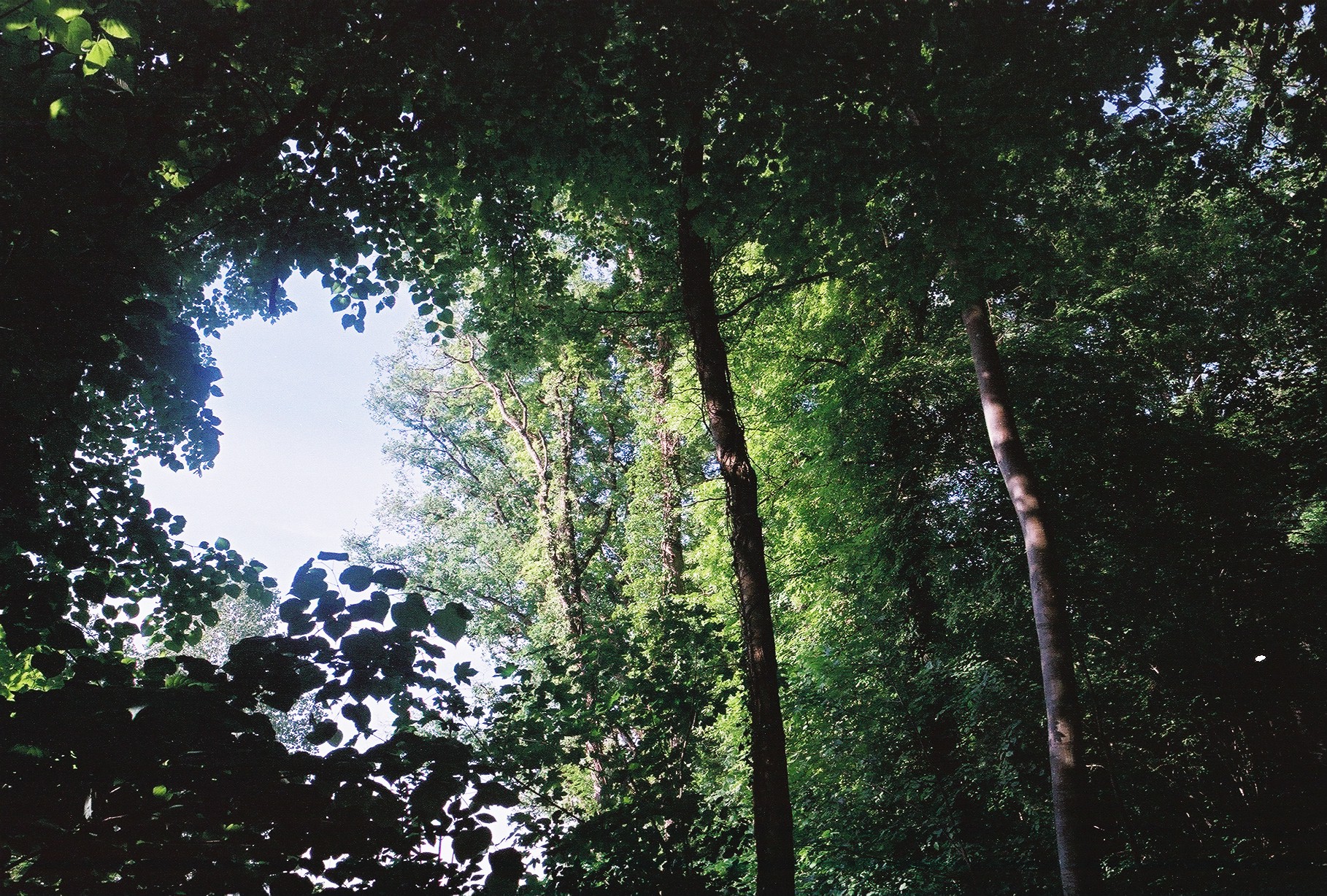 The Kinship with Trees and Forests: How to cultivate reciprocal relationships with trees and forests?
