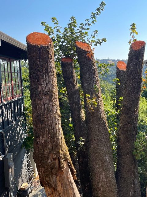 Cut tree trunks with bright orange rings