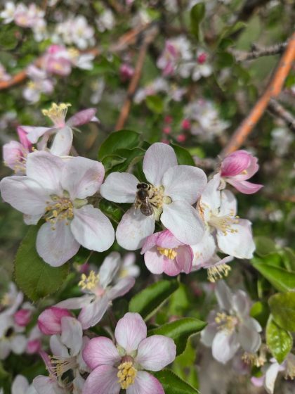 White tree blossoms