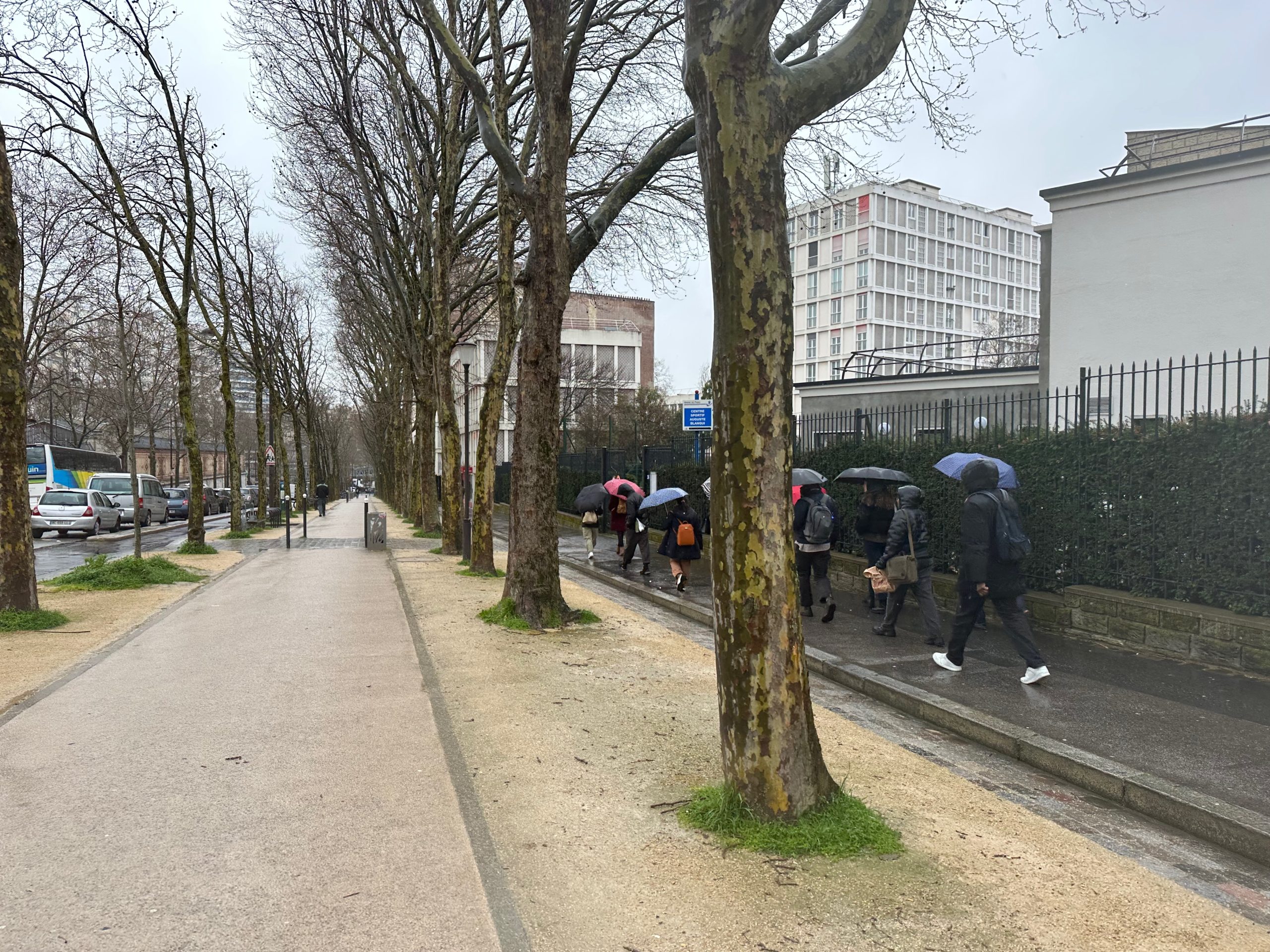 A sidewalk with leafless trees boarding each side and people walking with umbrellas