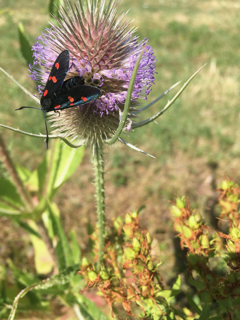 A black moth with orange spots sitting on a purple flower in a field