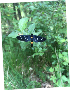 A blackish blue moth resting on a green leafy plant