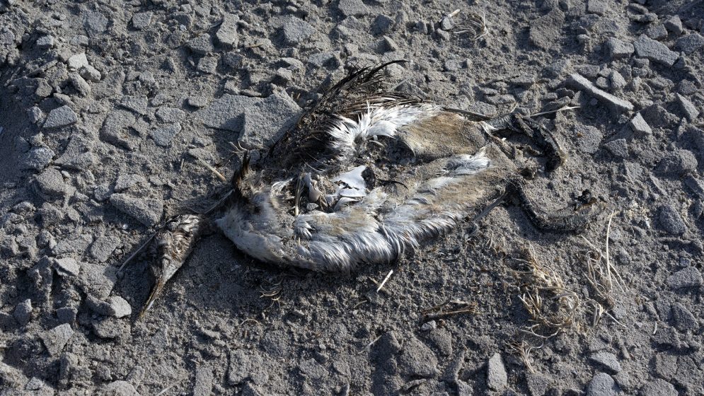 A bird carcass on the rocky ground