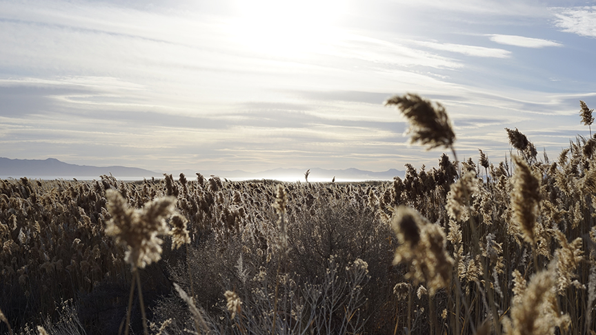A field of dry grass