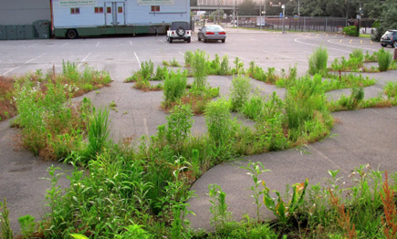 A parking lot with plants growing in it