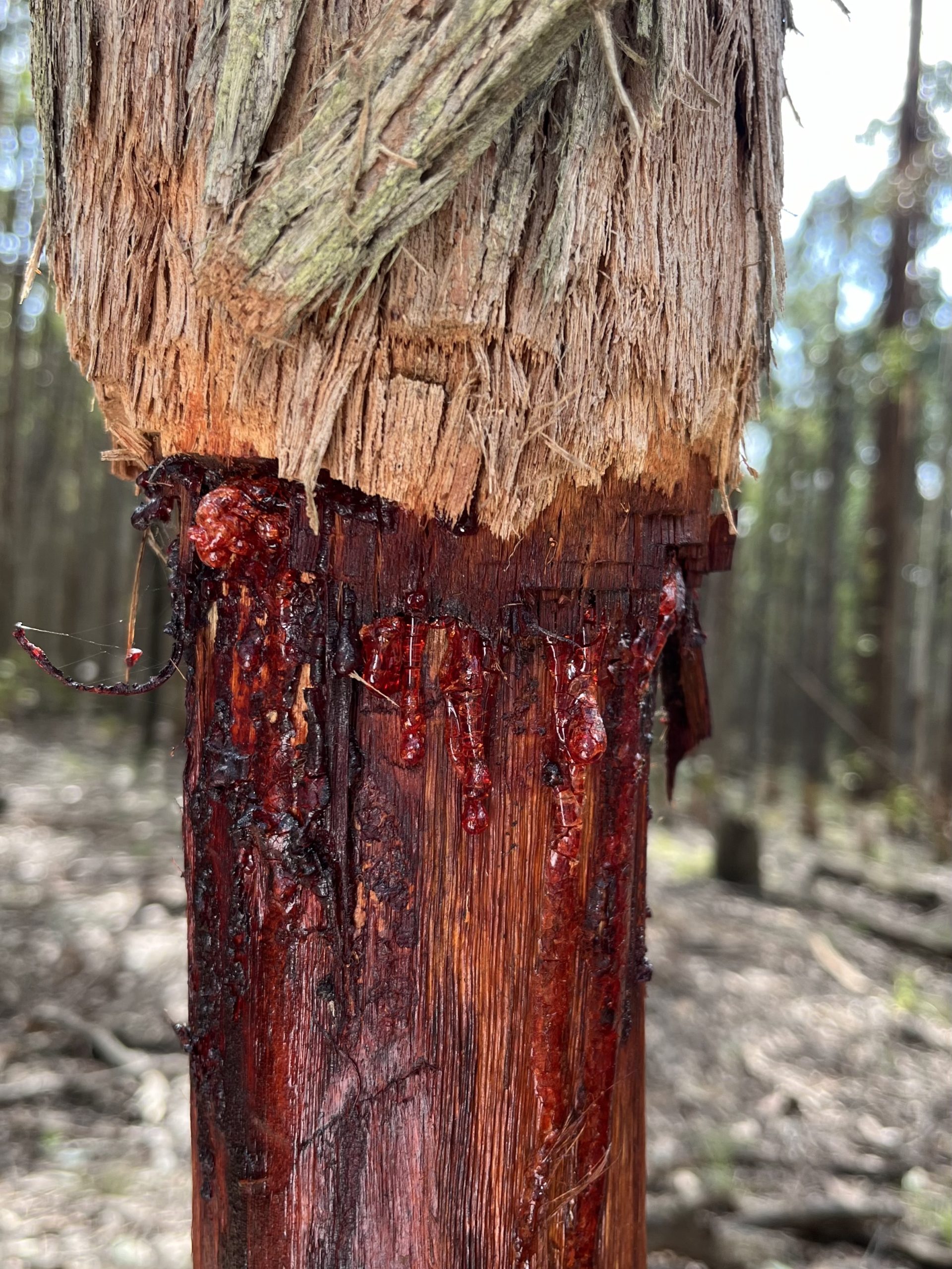 A close up of a cut tree that is bright red
