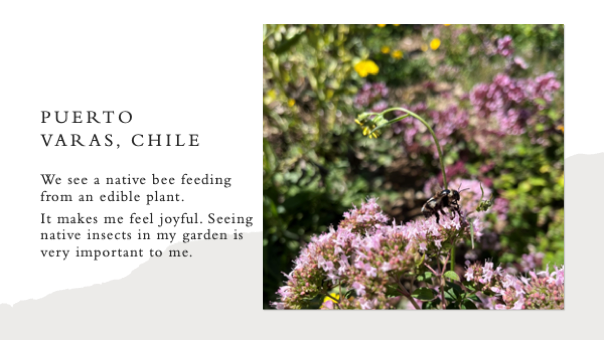 A bee on a purple flower