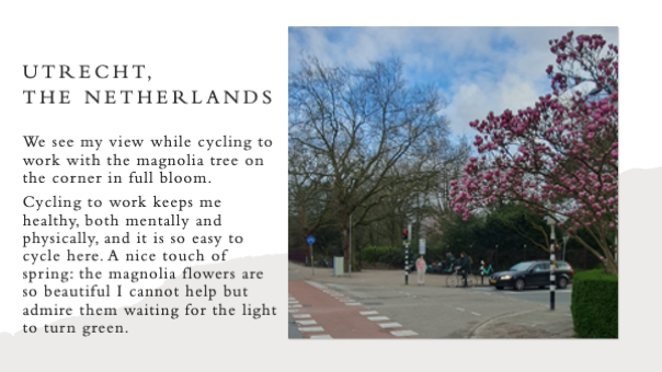 A street with flowering trees and cars