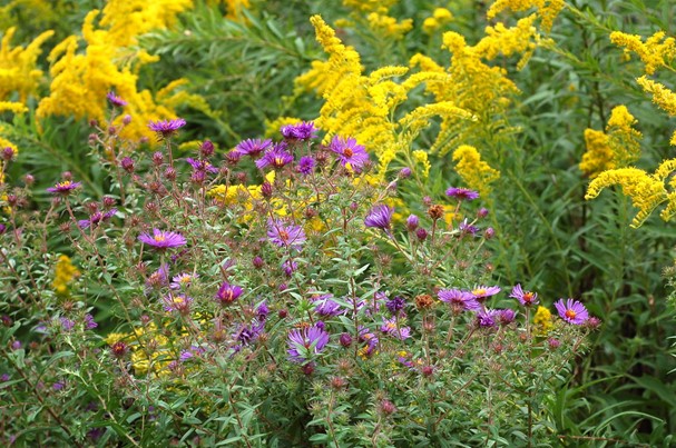 A close-up of purple and yellow flowers in a field